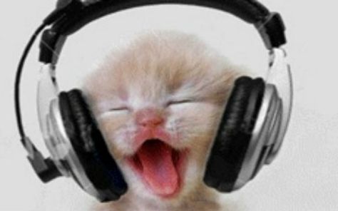 Kitten Rockin Out Cat Listening To Music, I Miss My Cat, Music Happy, Cute Kitten Gif, Kitten Gif, I Love Cats, Silly Cats, Cat Pin, Cat Gif