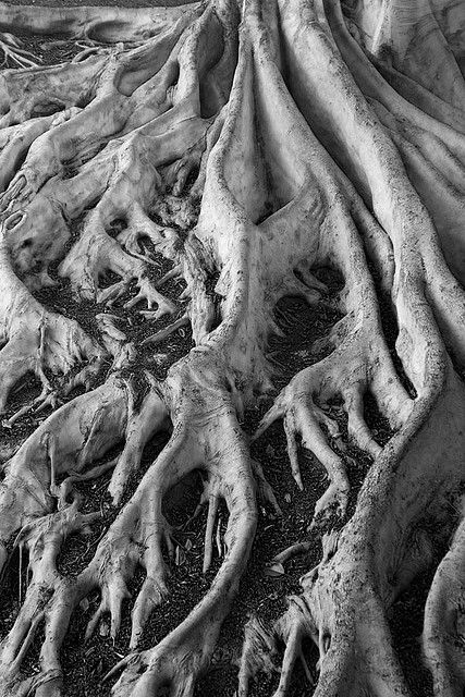 Wild Nature - crawling tree roots - organic textures and natural surface pattern inspiration for design Nature Texture, Natural Form Art, Growth And Decay, Organic Art, Texture Inspiration, Texture Photography, Old Tree, Tree Roots, Wild Nature