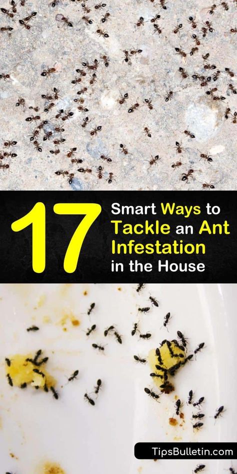 Read this ultimate pest control and ant infestation guide with homemade ant killer and repellent recipes. The article tackles issues regarding specific ant species, like carpenter ants, and teaches you how to eliminate their food source and spot pheromone trails. #get #rid #ant #infestation Plants That Repel Ants, Pest Control Logo, Ant Removal, Ant Killer Recipe, Homemade Ant Killer, Carpenter Ants, Ant Drawing, Ant Species, Ants In House