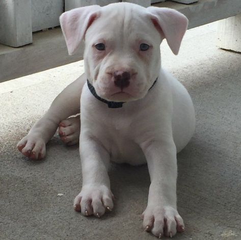 White Pitbull Puppies, Pitbull Photos, Dogo Argentino Dog, Pit Mom, Cute Pitbulls, White Pitbull, American Bulldog Puppies, American Bull, Bully Dog