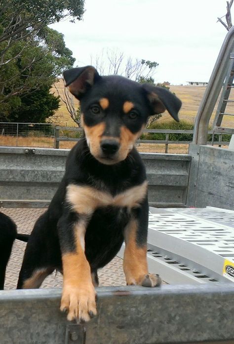 Australian Kelpie Puppy, Kelpie Puppy, Working Kelpie, Red Kelpie Dog, Kelpie Dog, Kelpie Cross Border Collie, Australian Kelpie Dog, Australian Kelpie, Farm Dogs