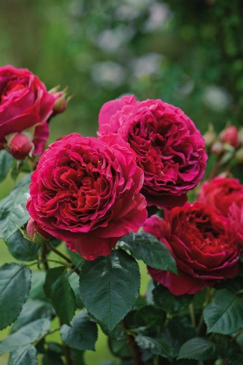 Rosen Beet, David Austin Rose, Hybrid Tea Rose, Hgtv Garden, Rose Belle, Austin Rose, Fragrant Roses, Emily Bronte, Shrub Roses