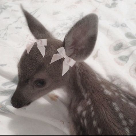 Winter Princess, Pretty Animals, Lily Rose Depp, Silly Animals, Baby Deer, Blogger Girl, Girl Blog, Creepy Cute, Fluttershy