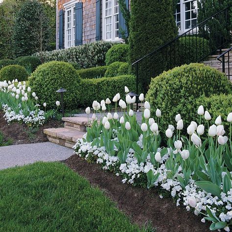 mass planting that's easy care . http://www.gardengatenotes.com/2012/04/03/mass-plantings/ Boxwood Landscaping, Tulips And Daffodils, Small Flower Gardens, Tulips Garden, Front Landscaping, Garden Shrubs, Have Inspiration, White Garden, White Tulips