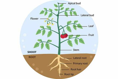 Parts Of A Plant: Diagram, Functions And Fun Facts For Kids Plant Diagram, Roots Drawing, Plant Cartoon, Planting For Kids, Plant Clips, Classroom Anchor Charts, Tomato Plant, Baby Play Activities, Free Kindergarten Worksheets