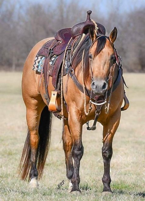 Quater Horses, Buckskin Quarter Horse, Fair Photos, Aqha Horses, Ranch Horse, Beautiful Horses Photography, Cute Horse Pictures, Rodeo Horses, Quarter Horses