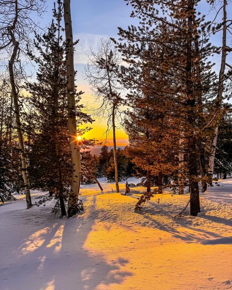 Magical moments from a sunset snowshoe. ❄️ Most people associate Coconino National Forest with Sedona’s red rocks, but it’s also home to the largest contiguous ponderosa pine forest in the world!!! I know I’m probably biased, but I think Coconino is one of the most beautiful national forests out there! Town Scape, Coconino National Forest, Ponderosa Pine, Ashley I, Red Rocks, Magical Moments, Pine Forest, Snow Shoes, Red Rock