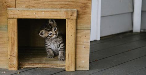 Tuto : comment faire une maison pour chat soi-même ? Chat Diy, Niche Chat, Patio, Animals, Patios, Organisation