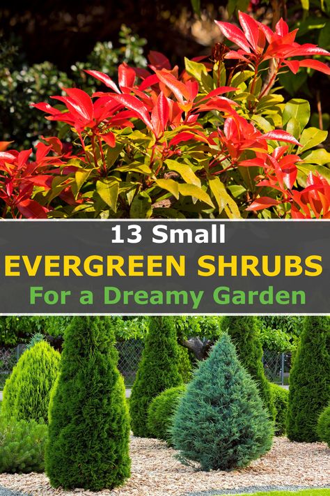 If you're looking to create a beautiful outdoor space, small evergreen shrubs can be an ideal choice for providing year-round color and texture. Besides, most of these evergreen shrubs can thrive in full sun while others prefer shade. So, if you want carefully chosen plants for your borders, and pots, or to brighten the front of your house then you'll love today's post. These plants will add beauty to your landscape design and are also low maintenance and require minimal pruning... Flower Garden Ideas Backyard, Evergreen Shrubs Full Sun, Evergreen Landscape Front Yard, Garden Ideas Indoor, Deck Gardening, Indoor Gardening Ideas, Ideas Backyard Patio, Full Sun Landscaping, Garden Ideas Backyard