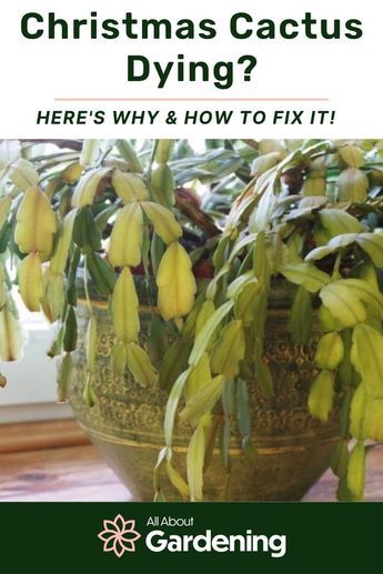 Christmas Cactus Care, Types Of Houseplants, Christmas Cactus Plant, Easter Cactus, Holiday Cactus, Shade Garden Plants, Garden Remedies, Cactus Care, Plant Care Houseplant