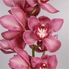 Cymbidium Orchid Red Dream are perfect for wedding flower arrangements! They create a natural and delicate look! Also great for decorating! Head over to www.trianglenursery.co.uk for more information! Great wholesale prices! Wedding Flower Types, March Flowers, June Flowers, Tropical Orchid, Flower Arrangements Wedding, Orchid Photography, Dutch Flowers, Cymbidium Orchid, Blue Lotus Flower