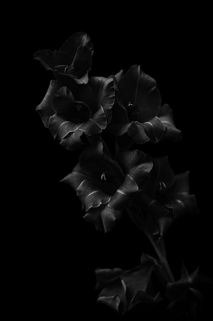 Shadow Pics, Dark Flowers, Black And White Photograph, All Black Everything, Black On Black, Black Flowers, Fade To Black, Chiaroscuro, Black Magic