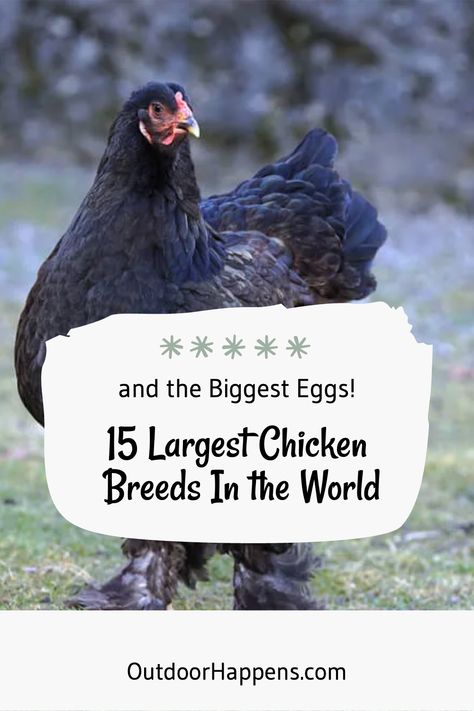 Ready to meet the biggest, baddest chickens on the farm? 🐔🍃 Outdoor Happens Homestead has the scoop on the top 15 largest chicken breeds and their jaw-dropping eggs! Get ready to cluck over these ginormous poultry powerhouses! 💨 Giant Chicken Breeds, Delaware Chickens, Largest Chicken Breed, Brahma Rooster, Chicken Rearing, Huge Chicken, Sussex Chicken, Cochin Chickens, Raising Baby Chicks