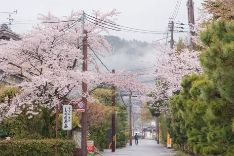 by HanWen Chen Japan Tokyo Aesthetic, Sakura In Japan, Aesthetic Sakura, Japanese Core, Cozy City, Japan Icon, Japanese Icon, Tokyo Aesthetic, Japan Vibes