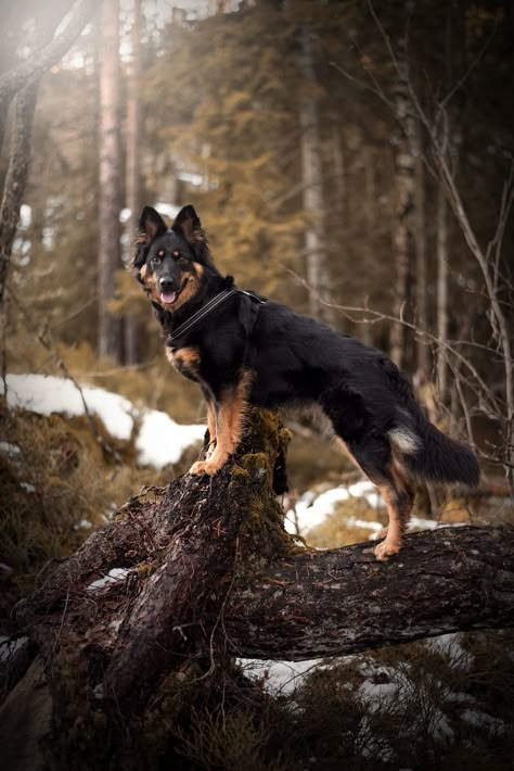 Shepherd Aesthetic, Bohemian Shepherd, Shiloh Shepherd, Aussie Mix, Disabled Dog, Livestock Guardian, Photos With Dog, Group 1, Animal References