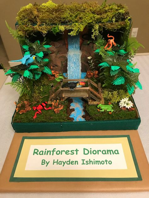 Ecosystem Diorama, Rain Forest Diorama, Ecosystems Diorama, Rainforest Crafts, Diy Diorama, Rainforest Project, Rainforest Ecosystem, Biomes Project, Rainforest Biome