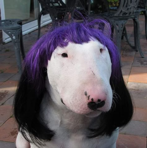 Dog With Wig, Goofy Dog, What Kind Of Dog, Kinds Of Dogs, English Bull Terriers, Bull Terriers, White Dog, English Bull, Twitter Account