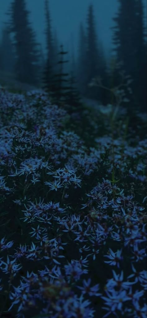 Calming Wallpaper Calm Wallpaper Aesthetic, Dark Cottagecore Aesthetic Wallpaper, Twilight Meadow, Cottagecore Background, Lotus Aesthetic, Cottagecore Aesthetic Wallpaper, Wildflower Wallpaper, Dark Cottagecore Aesthetic, Lightning Photos