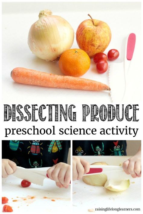 Preschool Science: Dissecting Vegetables Activity - Preschoolers will love learning about the parts of different vegetables in the dissecting vegetables activity. It's a perfect preschool science experiment! Activity Preschoolers, Preschool Nutrition, Preschool Cooking, Nutrition Logo, Gifted Children, Preschool Science Activities, Nutrition Activities, Science Experiments For Preschoolers, Nutrition Month