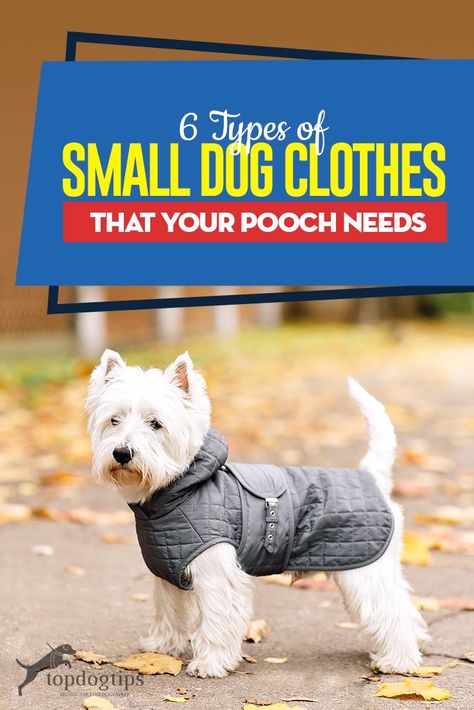 Types Of Small Dogs, Small Dog Coats, Dog Clothes Diy, Small Dog Clothes, Teacup Chihuahua, Dog Clothes Patterns, Dog Adventure, Puppies Funny, Dog Jacket