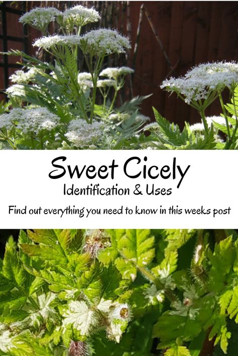 Sweet Cicely Recipes, Sweet Cicely, Chicory Flower Uses, Medicinal Cottage Garden, Edible Wild Plants In Virginia, Florida Foraging Edible Plants, Homeschool Binder, Wild Foraging, Forest School Activities