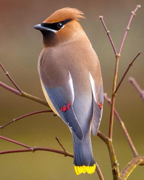 Feather With Birds Tattoo, Bohemian Waxwing, Bird Facts, Cedar Waxwing, Bird Identification, Bird House Plans, Bird Carving, Birds Art, Bird Tattoo