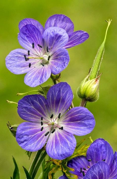 Meadow Cranesbill Geranium Pratense, Cranesbill Geranium, Săpunuri Handmade, Airbrush Art, Foto Art, Exotic Flowers, Types Of Flowers, Beautiful Blooms, Flowers Nature