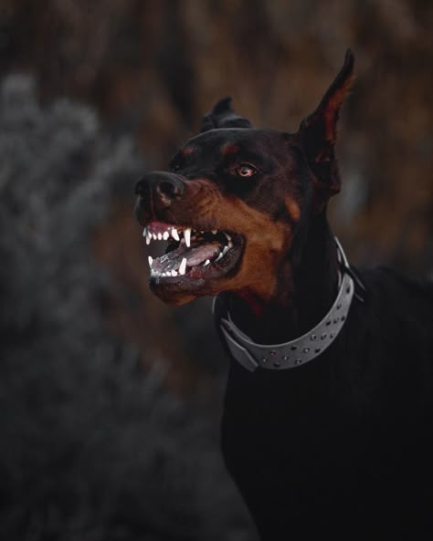 Perro Doberman Pinscher, Black Doberman, Angry Animals, Angry Dog, Scary Dogs, Doberman Pinscher Dog, Doberman Dogs, Aggressive Dog, Bad Dog