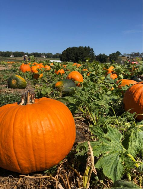 #fall #pumpkin #pumpkinpicking Pumpkin Harvesting, Fall Moodboard, Pumpkin Picking, Tiktok Video, Pumpkin Patch, Halloween, Quick Saves