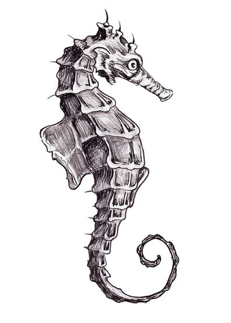 realistic seahorse drawing - Google Search | Poster design ... Draw Seahorse, Seahorse Tattoo Design, Seahorse Drawing, Seahorse Tattoo, Octopus Drawing, Seahorse Art, Tattoo Zeichnungen, Drawing Eyes, Sea Horses