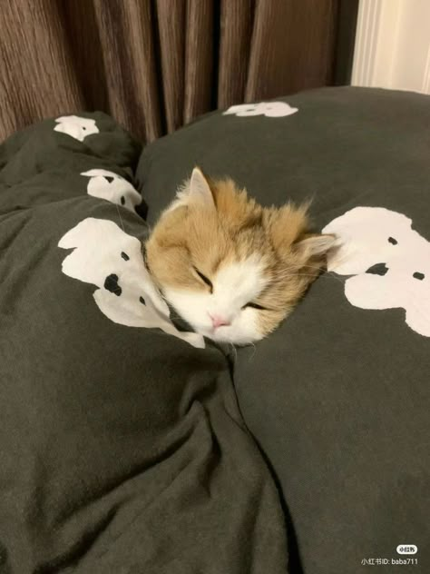 No Context Cats on X: "Mood 😴 https://t.co/NNheZFOIxT" / X Dream's Cat, No Context, Kittens And Puppies, Baby Kittens, Sleepy Cat, Cat Sleeping, Funny Cat Pictures, Cute Cats And Kittens