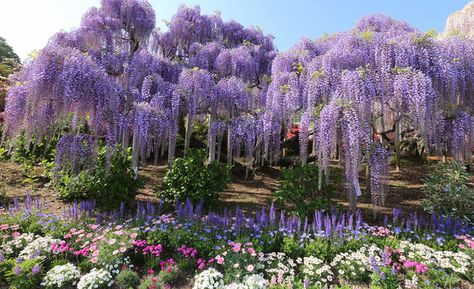 Tochigi, Japan’s Magical Wisteria Garden - Zafigo Library Forest, Fantasy Flower Garden, Wisteria Trees, Flower Park, Wisteria Garden, Wisteria Plant, Wisteria Flowers, Wisteria Tree, Lilac Tree