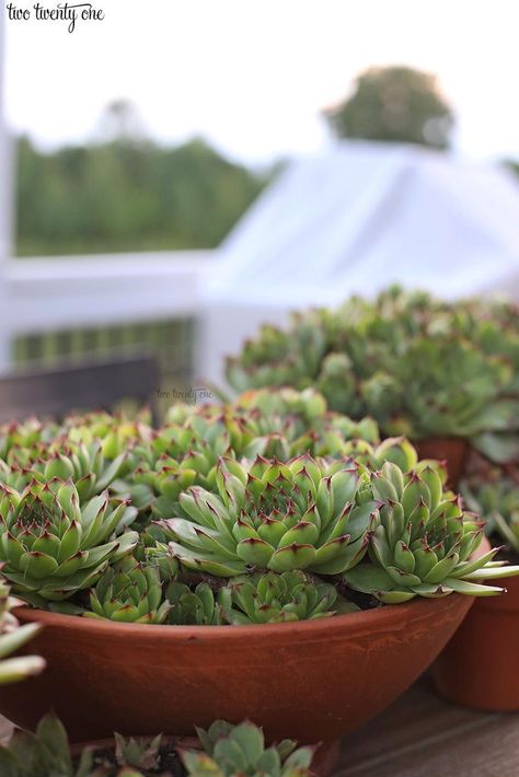 Hens And Chicks Succulent, Repotting Succulents, Take Care Of Plants, Succulents Hanging, Succulent Outdoor, Plastic Hanging Baskets, Repotting Plants, Succulent Garden Landscape, Small Terracotta Pots