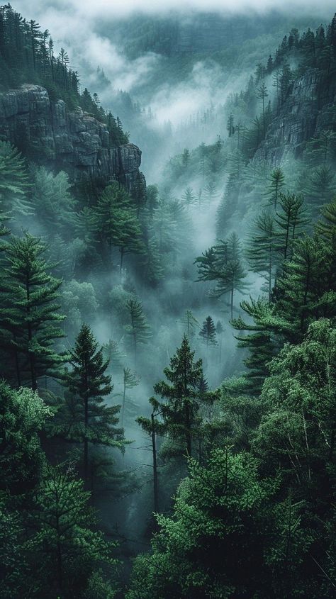 Forest Images Beautiful Places, Mossy Forest Wallpaper, Forest Scene Wallpaper, Moody Pnw Aesthetic, Wild Forest Aesthetic, Newzealand Nature Wallpaper, Forest Explorer Aesthetic, Pozadine Iphone Wallpaper, Boreal Forest Aesthetic