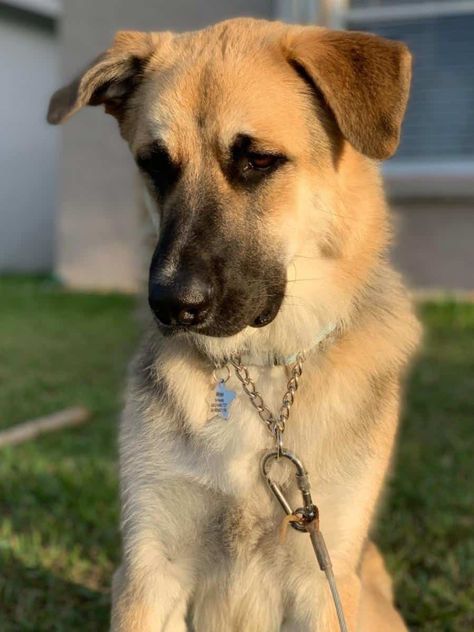 German Shepherd Great Pyrenees, German Shepherd Mix Dogs, Great Pyrenees German Shepherd, Purebred German Shepherd, German Shepherd Names, Dog Crossbreeds, Shepherd Mix Dog, Great Pyrenees Dog, German Shepherd Mix