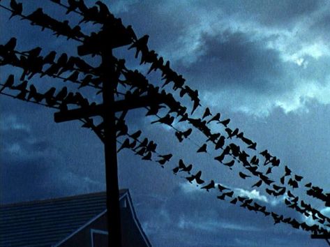 'The Birds' —1963 movie directed by Alfred Hitchcock, based on the 1952 novella, 'The Birds' The Birds Hitchcock, The Birds Movie, Alfred Hitchcock The Birds, Jessica Tandy, Organic Photography, Hitchcock Film, Alfred Hitchcock Movies, Film Grab, Composition Photography