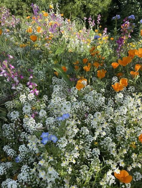 Starting a Wildflower Garden: Tips and Tricks Vintage Splendor, Garden Tips And Tricks, Wildflower Gardens, Lemongrass Plant, Super Bloom, Wild Poppies, Spring Wildflowers, Cemetery Flowers, Wildlife Gardening