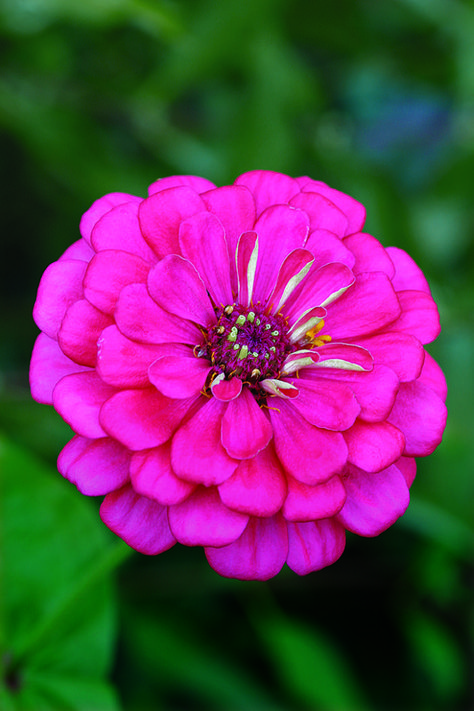 Bold and Beautiful Zinnias - FineGardening Zinnia Flower, Rose Flower Pictures, Zinnia Flowers, Beautiful Flowers Images, Beautiful Flowers Photography, Flowers Images, Beautiful Pink Flowers, Beautiful Flowers Photos, Fine Gardening