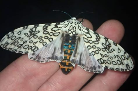 Hercules Moth, Giant Leopard Moth, Io Moth, Giant Moth, Tiger Face Tattoo, Leopard Moth, Beautiful Moths, Cecropia Moth, Large Moth