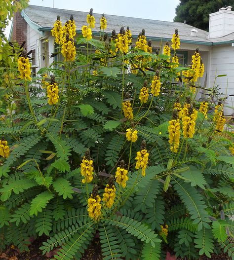 Cassia didymobotrya "Popcorn Cassia" | Annie's Annuals & Perennials | Flickr Gardening In Winter, Ornamental Art, Low Water Gardening, Brick Walkway, Butterfly Plants, Yellow Garden, Banana Plants, English Cottage Garden, Landscape Designs