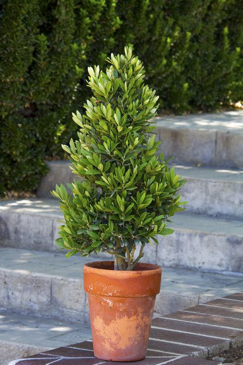 Little Ollie® Dwarf Olive is a small olive with all the Mediterranean look and feel without the size or the fruit. Designer’s dream! Formal hedge, specimen shrub, topiary, or single trunk tree. Full sun. Zone: 8 – 11 Rain Garden Design, Hope Floats, Water Wise Plants, Tattoo Plant, Grow Tomatoes, Garden Shrubs, Potted Trees, Growing Tomatoes, Topiaries