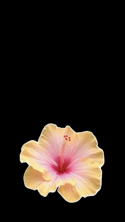 Yellow Hibiscus Yellow Hibiscus Flower, Spotify Playlist Cover, Flower Background Iphone, Me And U, Yellow Hibiscus, Flowers Tulips, Flowers Black, Flower Background, Hibiscus Flower