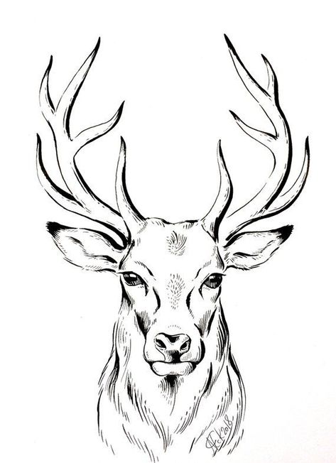 Drawing Deer, Stag Animal, Ako Kresliť, Deer Drawing, Deer Illustration, Deer Painting, Minimalist Drawing, Drawing Heads, Deer Art