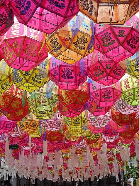 Maybe these are in both North and South Korea, there beautiful. I know they're native to Korea not sure of if its both the North and South though. Korean Culture, Korea Travel, Korean Art, Paper Lanterns, East Asia, Vintage Barbie, 귀여운 동물, Beautiful World, Wonders Of The World