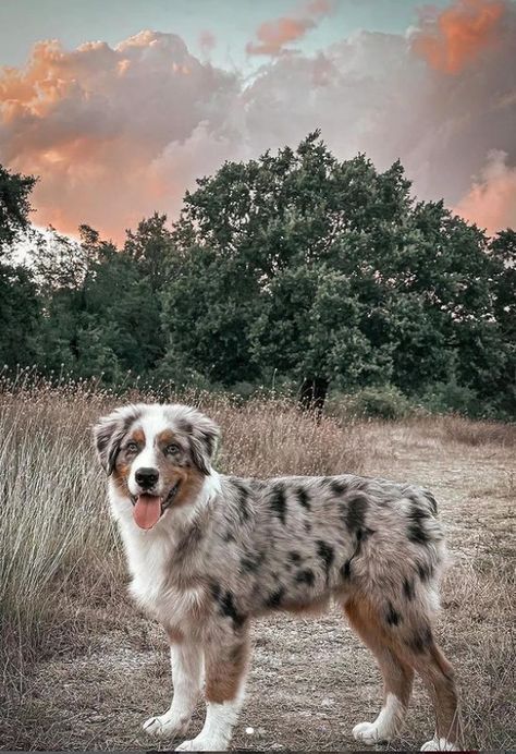 Standard Australian Shepherd, Cute Australian Shepherd Puppies, Aesthetic Australian Shepherd, Australian Shepherd Puppy Aesthetic, Grey Australian Shepherd, Australian Shepherd Haircut Styles, Mini Australian Shepherd Full Grown, Baby Australian Shepherd, Austrian Shepherd