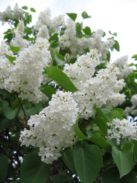 White Lilacs, Full Sun Flowers, Lilac Bouquet, Syringa Vulgaris, Lilac Tree, White Lilac, Nothing But Flowers, Garden Pictures, White Garden