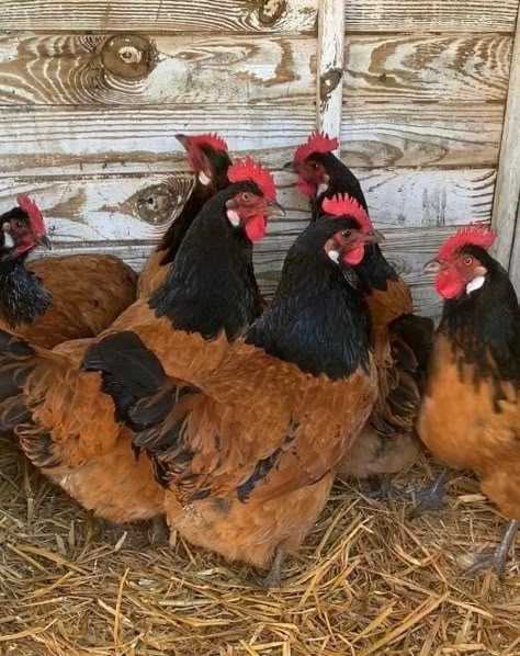 Calico Silkie Chicken, Vorwerk Chickens, Dust Bath For Chickens, Chickens For Sale, Bird Breeds, Fancy Chickens, Chicken Feeders, Backyard Chicken Farming, Beautiful Chickens