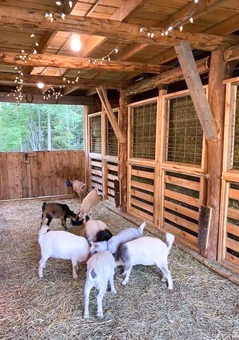 Water Bottle Ideas, Party Favors Ideas, Goat Playground, Taco Bar Party, Construction Party Favors, Goat Shed, Livestock Barn, Goat Pen, Livestock Shelter