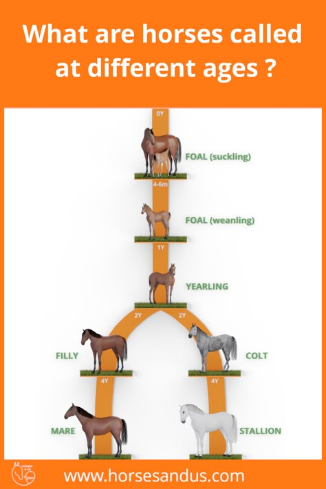 Horse Size Chart, Horse Care Chart, Types Of Horses Breeds, Horse Names List, Horse Age, Different Horse Breeds, Horse Farm Ideas, Diy Horse Barn, Horseback Riding Tips