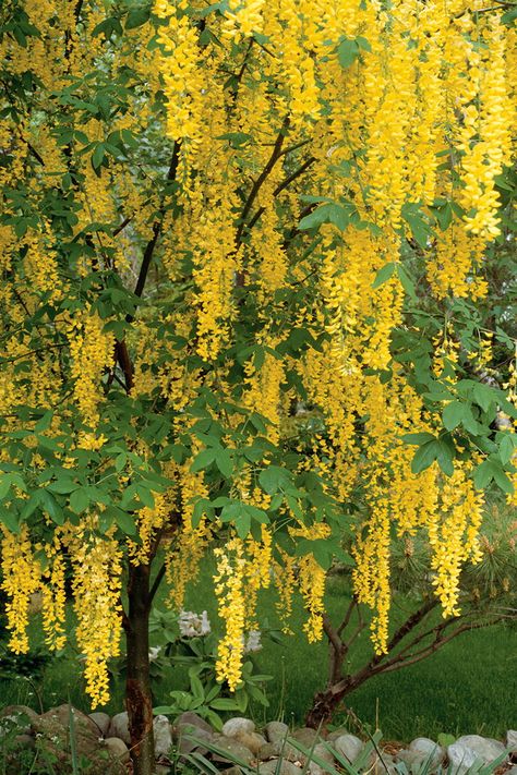 Golden Chain Tree, Trees For Front Yard, Landscape Designs, Golden Chain, Garden Trees, Small Trees, Flowering Trees, Trees And Shrubs, Beautiful Tree